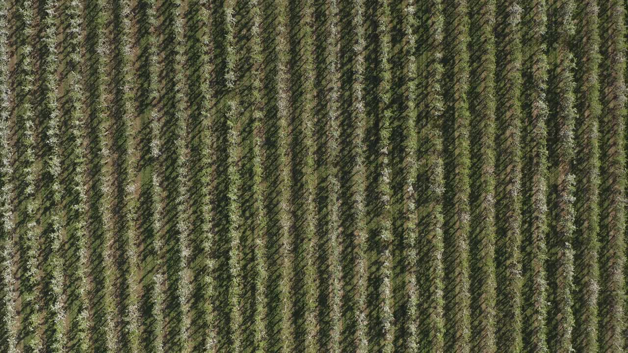 toma superior de un dron - toma aérea de una flor de manzana blanca y soleada en un campo grande 25p