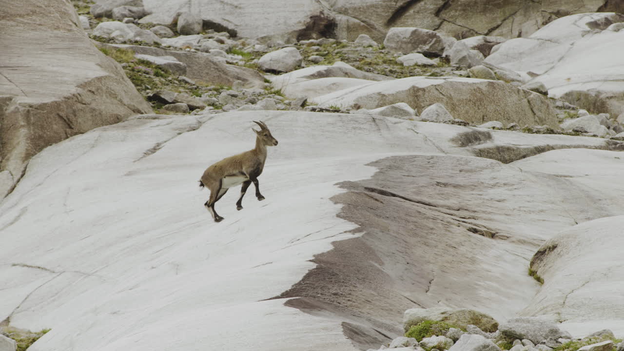 Mountain Goat on a Rocky Mountain Slope