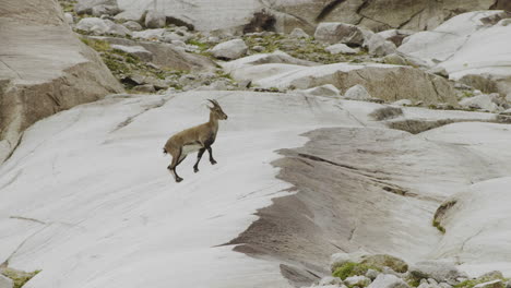 mountain goat on a rocky mountain slope