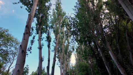 una vista panorámica de árboles altos en un bosque de crimea en un día soleado