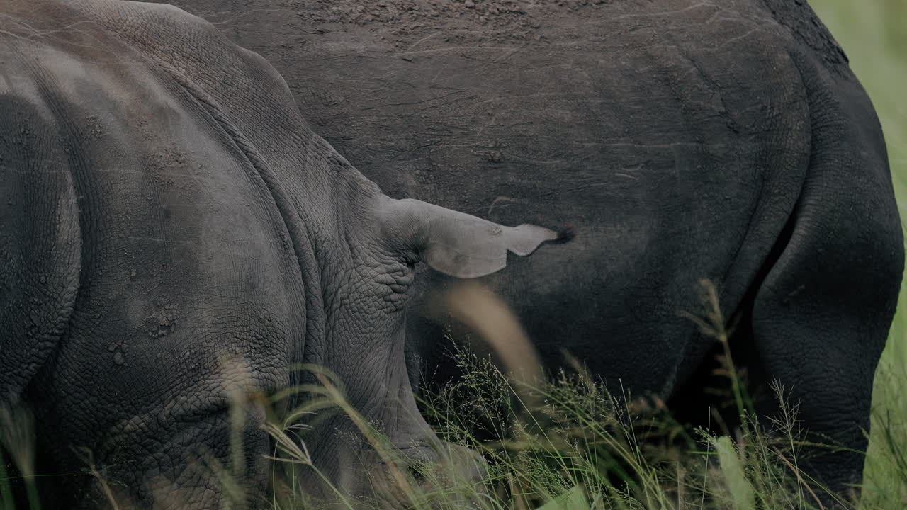 Two Rhinos in the Wild