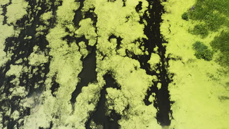 volando sobre un pantano con una capa verde de algas en el refugio nacional de vida silvestre de trempealeau, wisconsin, ee.uu. - toma de avión no tripulado