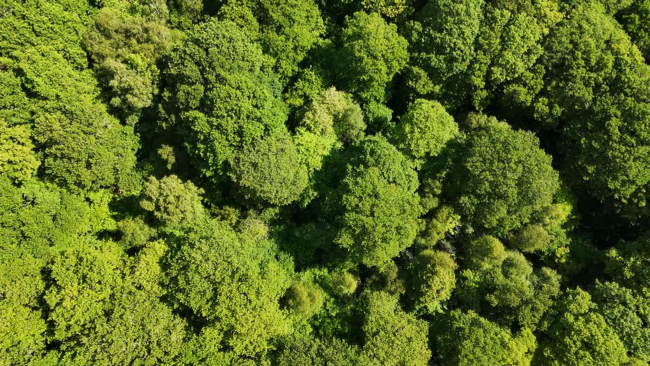 Drone flying over woodland, tilt down to look directly on treetop canopy