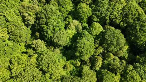 drone flying over woodland, tilt down to look directly on treetop canopy