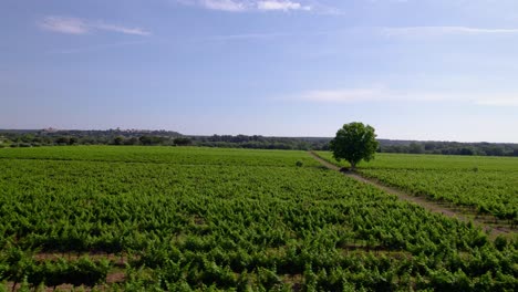 Dolly-Aéreo-Bajo-Sobre-Un-Gran-Viñedo-En-Le-Cres,-Herault