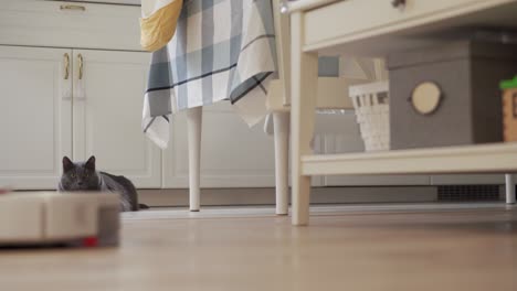 adult gray cat sitting next to a working robot vacuum cleaner, white robotic vacuum cleaner cleaning floor in the apartment.