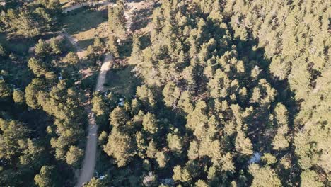 Aerial-top-down-4k-view-a-country-road-in-forest-in-the-evening