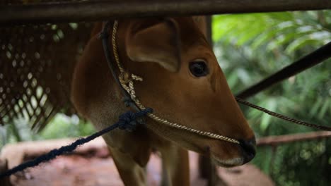 toma en cámara lenta de mano de una vaca en un pequeño granero en bali, indonesia
