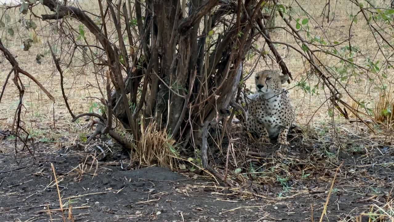 cheetah (acinonyx jubatus) descansando en un arbusto, refugiándose de la lluvia. parque nacional de tarangire, tanzania.