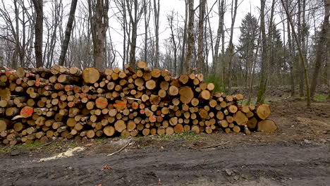 montón de madera cortada en el bosque durante el día - deforestación de bosques - disparo lateral de camiones