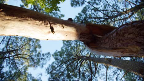 twisted peeled tree branch isolated against the blue sky with forest trees canopies