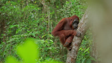 orangutan in a rainforest tree