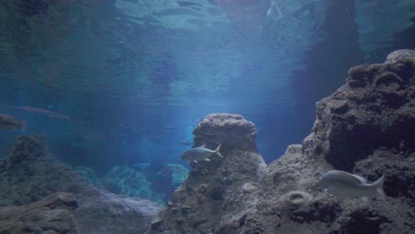 tanque de peces de agua dulce cristalino en el acuario