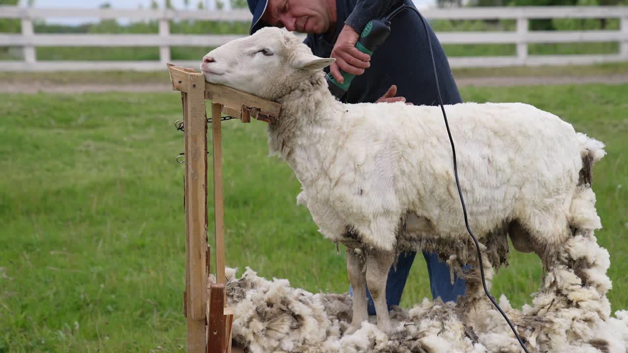 Sheep shearing on farm. Sheep standing calm while farmer shearing its wool outdoors. Agricultural procedure for production of wool fleece.