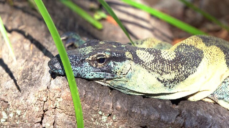 Monitor-de-renda, um goanna de árvore com aparência azul-escura opaca, avistado na natureza, aquecendo-se na rocha sob a luz do sol, close-up de uma espécie da vida selvagem australiana