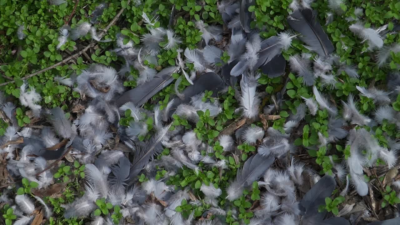 Close-up of bird feathers scattered on the forest floor or natural terrain, mixed with green sprouts and dry leaves. The scene evokes a sense of nature or possibly the aftermath of a predator attack.