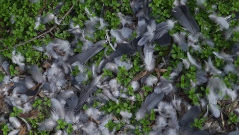 close-up of bird feathers scattered on the forest floor or natural terrain, mixed with green sprouts and dry leaves. the scene evokes a sense of nature or possibly the aftermath of a predator attack.
