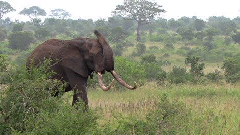 a large tusker elephant is moving through the savanna grass of kruger national park