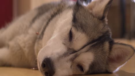 close up: adorable sleepy husky dog closes eyes, falls asleep on floor