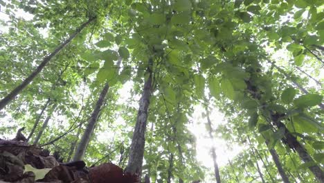 low angle, tropical forest with dry foreground leaves scattered about