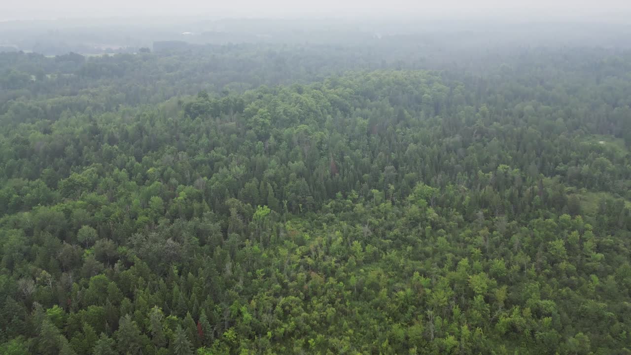 volando sobre un bosque densamente verde durante una mañana de niebla