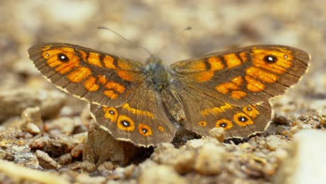 A-butterfly-elegantly-perches-on-a-flower,-soaking-in-the-sun's-gentle-rays-in-a-tranquil-natural-setting