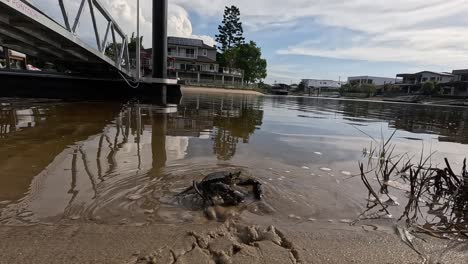 crab by the river