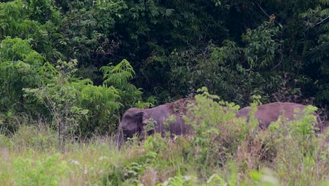 Los-Elefantes-Asiáticos-Son-Especies-En-Peligro-De-Extinción-Y-También-Son-Residentes-De-Tailandia