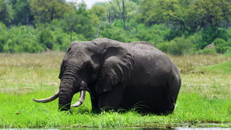 elefante arbusto africano en peligro de extinción aleteando sus orejas mientras se alimenta de hierba en la reserva de caza moremi en botswana