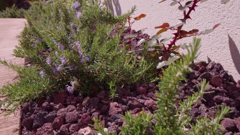 Rosmaringarten,-Landschaftsgestaltung-Im-Freien,-Mediterrane-Residenz