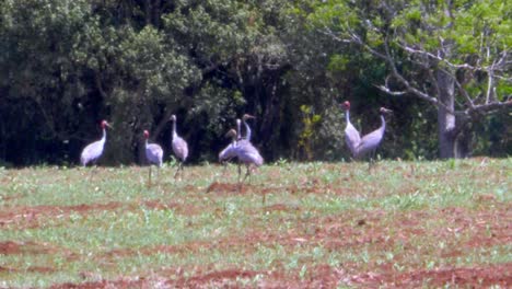 Brolgas-Vagando-Por-El-Campo-En-Una-Tarde-Soleada