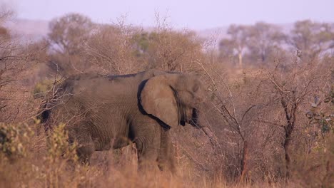 Riesiger-Afrikanischer-Elefant-Im-Profil-Frisst-Friedlich-In-Den-Bäumen