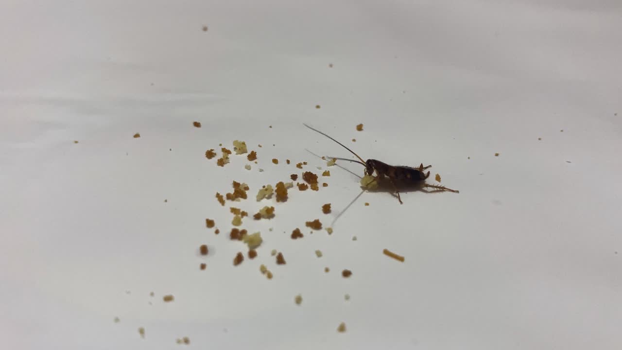 ninfa de cucaracha se alimenta de migas en la superficie blanca