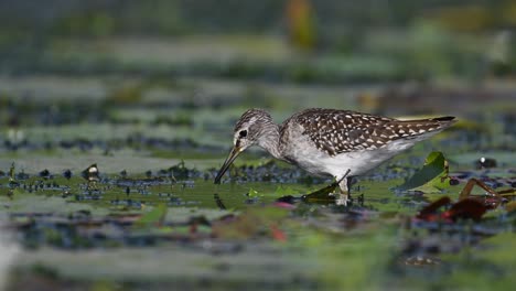 el sandpiper de madera se alimenta de hojas flotantes