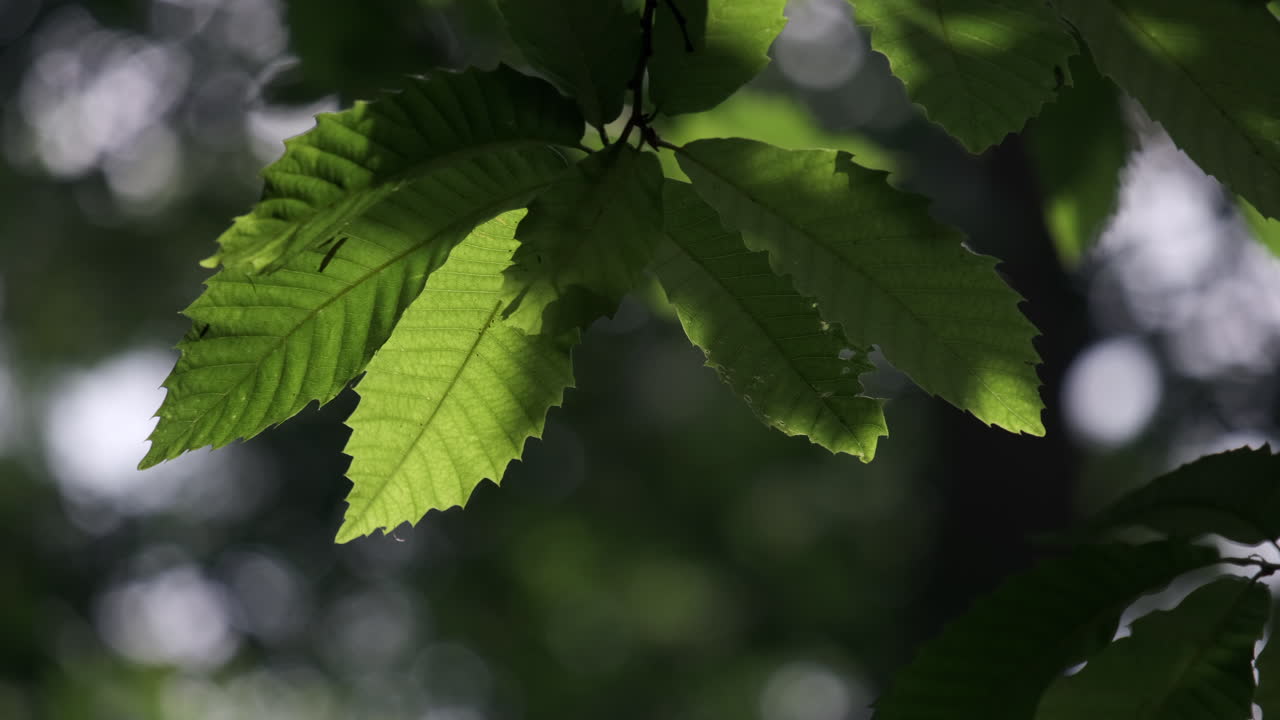 la luz de la tarde proyecta sombras en las hojas de un árbol de haya en un bosque inglés.