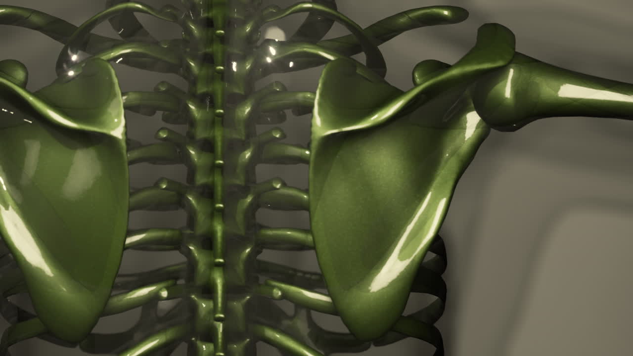 남성  ⁇  해부학의 3d 렌더링 된 의학 애니메이션