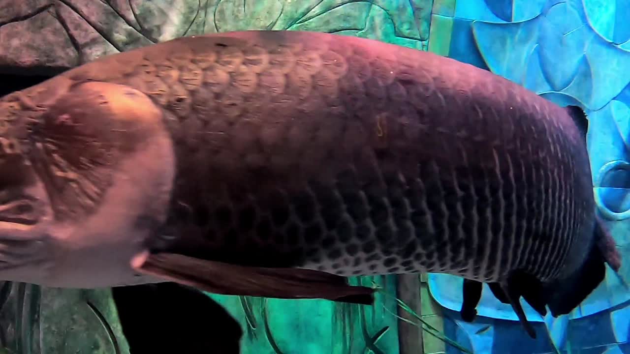 화면을 가로질러 헤엄치는 이상한 물고기