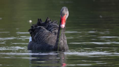 black swan in slow motion feeding underwater in a lake - close up