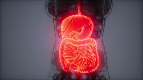 ilustración 3d de las partes y funciones del sistema digestivo humano
