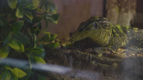 lagarto varanus cumingi tomando el sol en su terrario