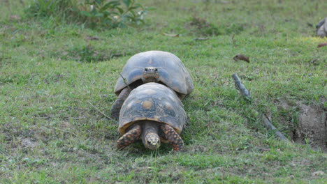 two south american yellow-footed tortoises in french guiana zoo