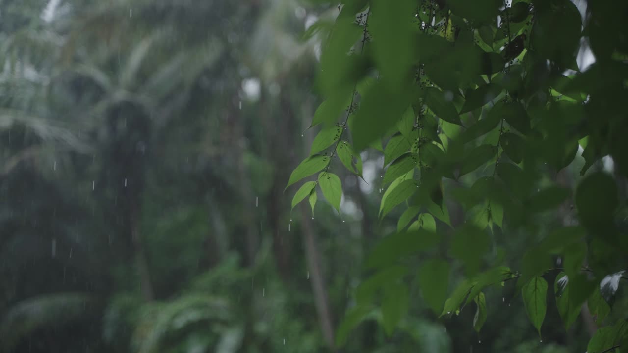 Due to the influence of the southwest monsoon, various parts of India experience heavy rainfall during the monsoon season