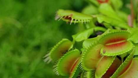 Detailed-view-of-a-venus-flytrap-flower-and-its-traps-opening-up