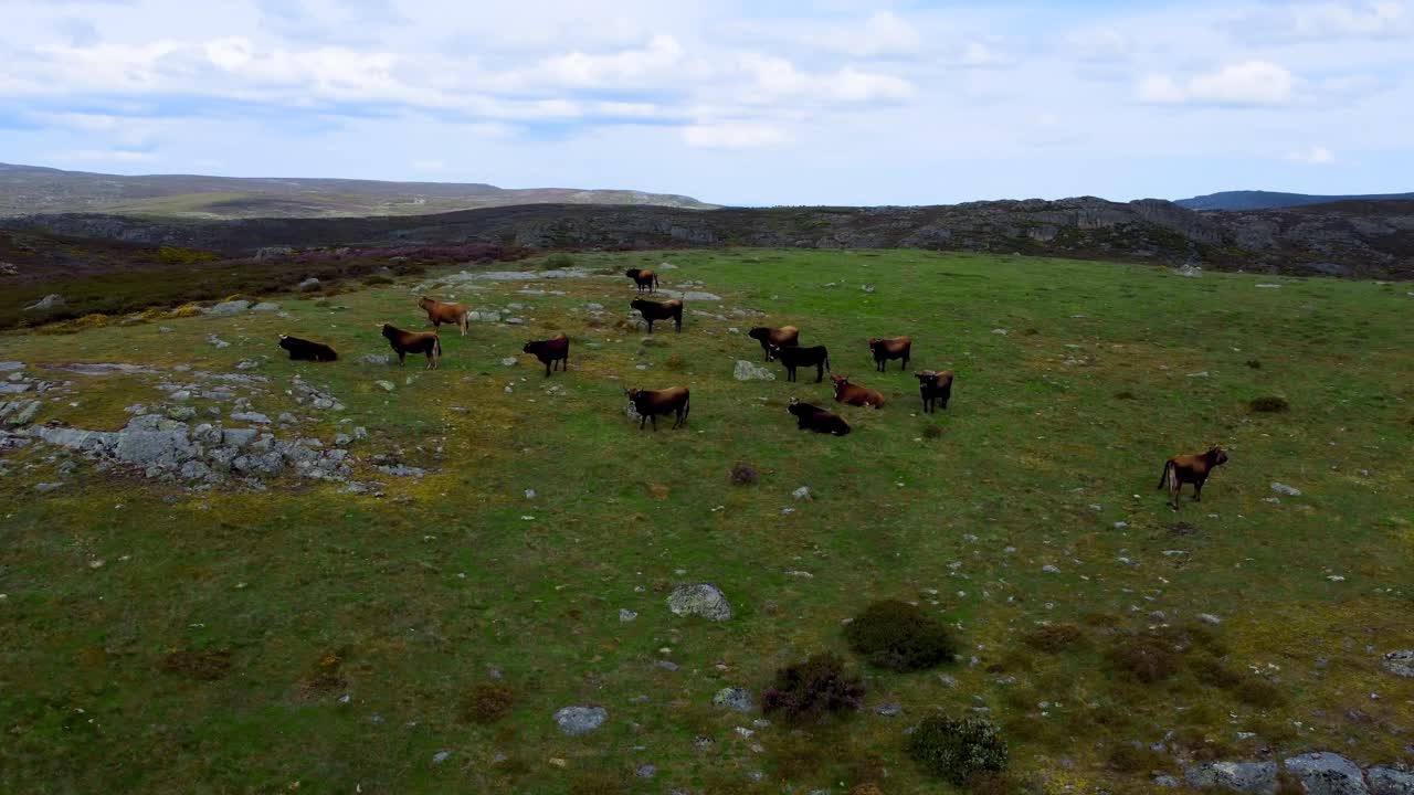 Drone orbit around cows grazing on hillside of sierra segundera spain