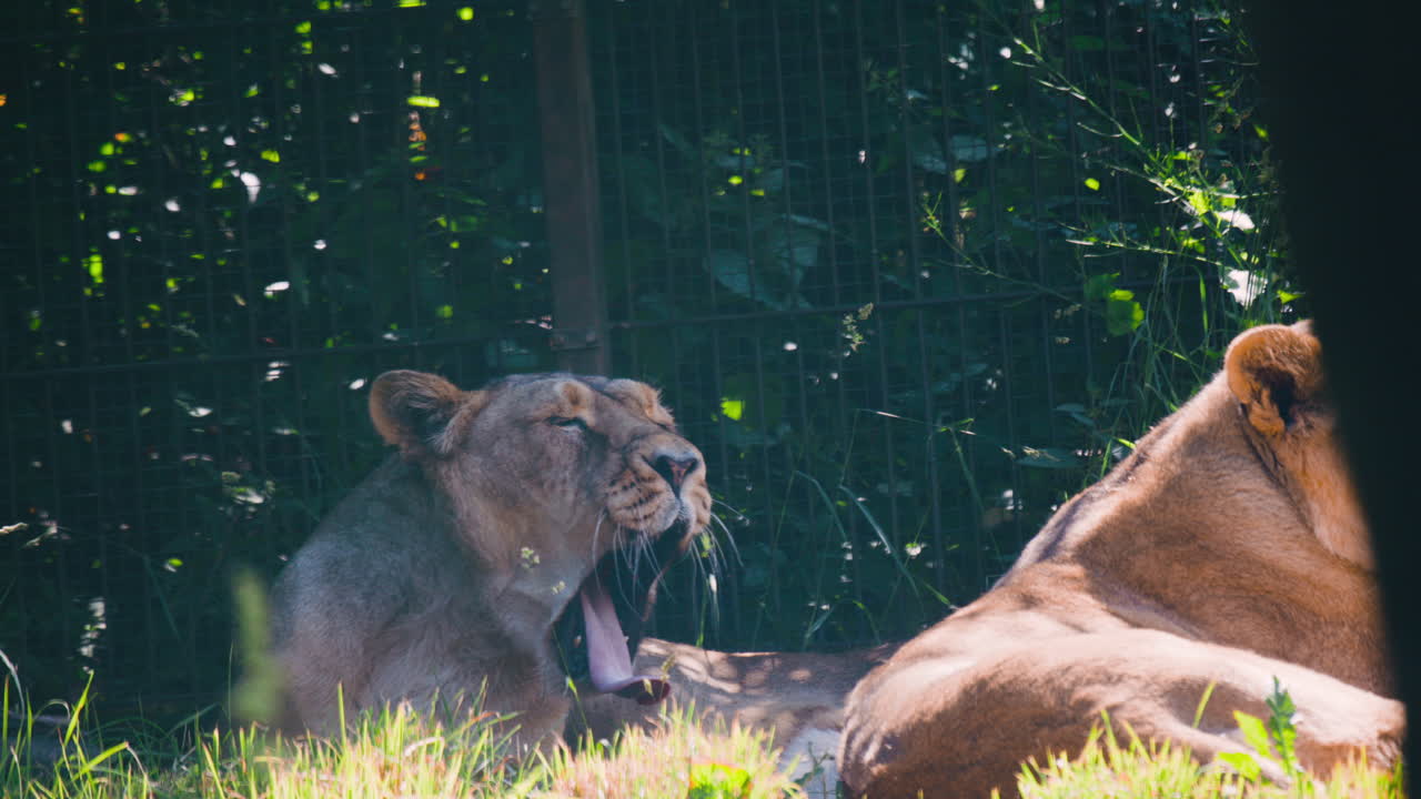 포로로 잡힌 아시아 사자는 풀과 금속 울타리에 의해 하품을 하고, 가까이서 볼 수 있습니다