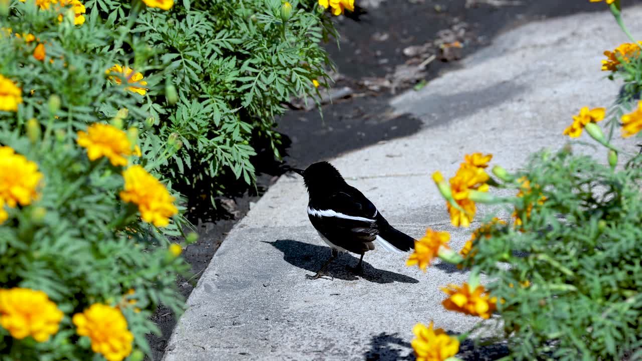 두 마리의 새가 활기찬 꽃 근처에서 상호 작용합니다.