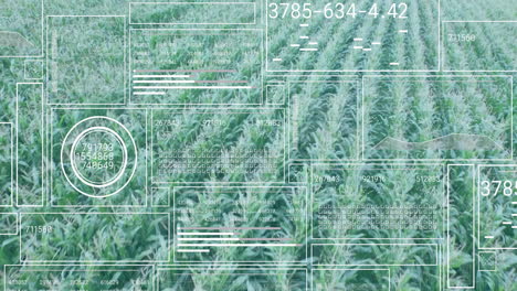 digital data processing animation over aerial view of cornfield