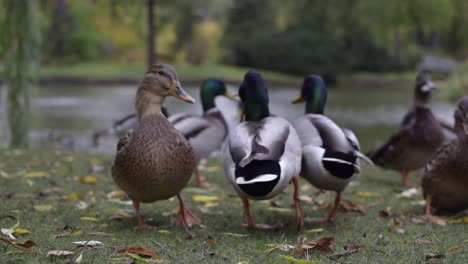 Grupo-De-Patos-Blancos-En-Un-Pequeño-Gallinero-Sucio