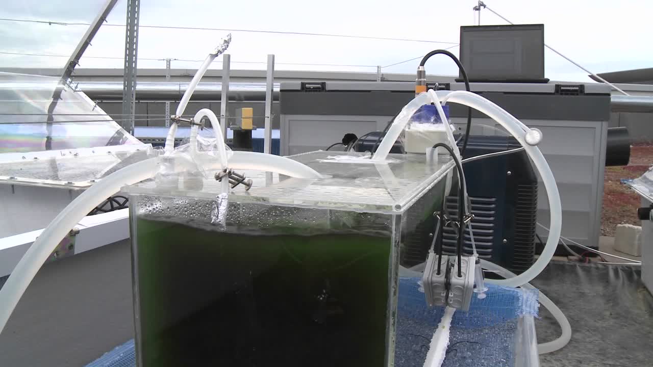 테스트 광생물 반응기에서 햇빛에 노출된 평판으로 돌리 이동 이 조류는 햇빛을 이용하여 살아갑니다.