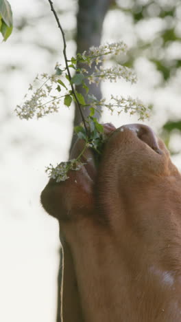 cow stretching up to eat flowers from tree branch, slow motion vertical